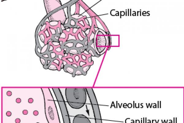 Кракен сайт krknwebs